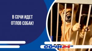 В Сочи идет отлов собак!