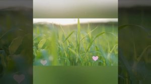 ПРОВЕРЕННОЙ ЛЮБВИ, МЕДОВЫЙ МЕСЯЦ...💗💕