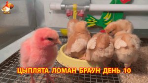 Цыплята Ломан Браун с нуля День 10 - что изменилось за сутки 😄🐥