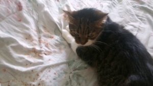 Обрывок Вася для сад васьки 2 фанмейт