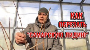 Руководство по обрезке САМАРСКОЙ ЛИДИИ: как обрезать метельчатую гортензию на раннее цветение