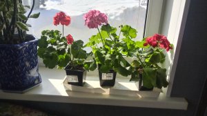 Ошибка природы:сугробы в разгар весны.