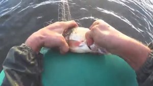 Что ловят сетями Карелы? На рыбалку как на работу!