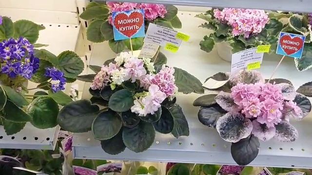 17.03.2026.Москва.Выставка фиалок в Доме фиалок.Есть новые сорта!