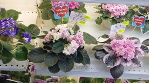 17.03.2026.Москва.Выставка фиалок в Доме фиалок.Есть новые сорта!