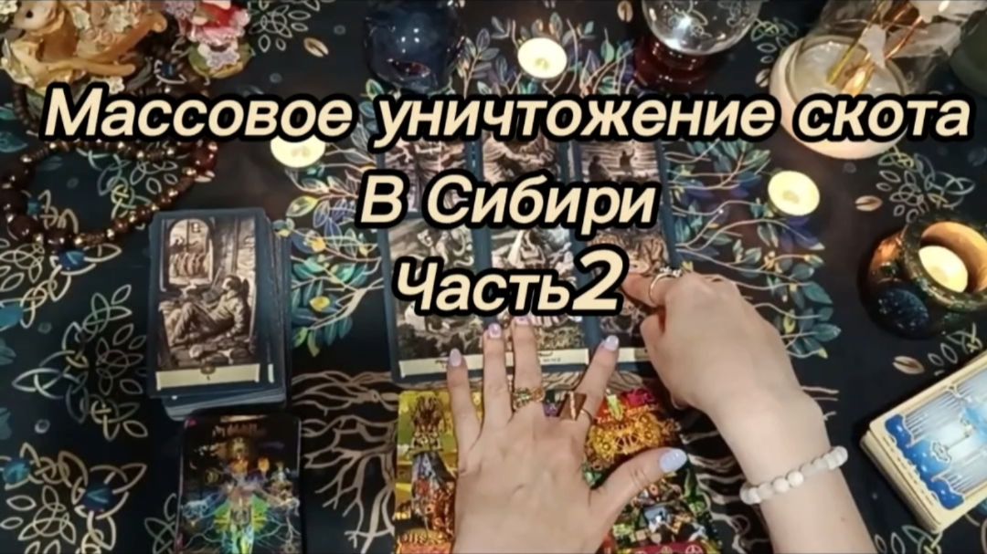 Массовое уничтожение коров в России..