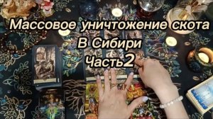 Массовое уничтожение коров в России..