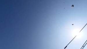 18.03.26 г. Андижанская порода голубей (1)