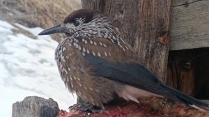 Кедровка прилетела на усадьбу к сотруднику Алтайского заповедника