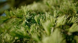 О проекте Сантерра