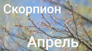 Таро расклад для Скорпионов на апрель 2026 года