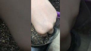 Как садить кукурузу в Сибири?