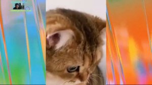 Удивительные животные выпуск  22