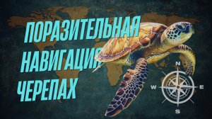 Поразительная Навигация Черепах