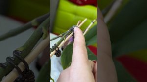 Невероятно красивая орхидея на сломанном цветоносе