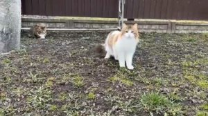 сборник школа котов а ну ка давай ка