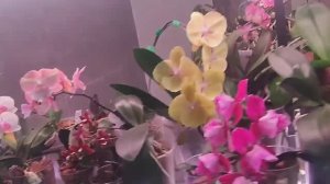 #180 ОрхоVLOG утренний обход положил глаз на Yukidian и Smoky Pink. На плаксе- Гуттация прекратилась