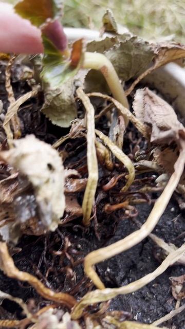 Птица Феникс, а не растение!