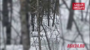 «Эй, лоси-и-и!»: амурчанин не смог сдержать эмоций, встретив в тайге целое семейство сохатых