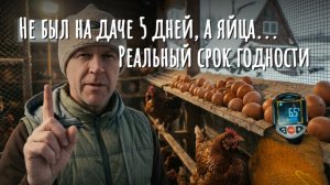 Сколько хранятся яйца в курятнике без холодильника? Реальные замеры 🐔🐓🥚