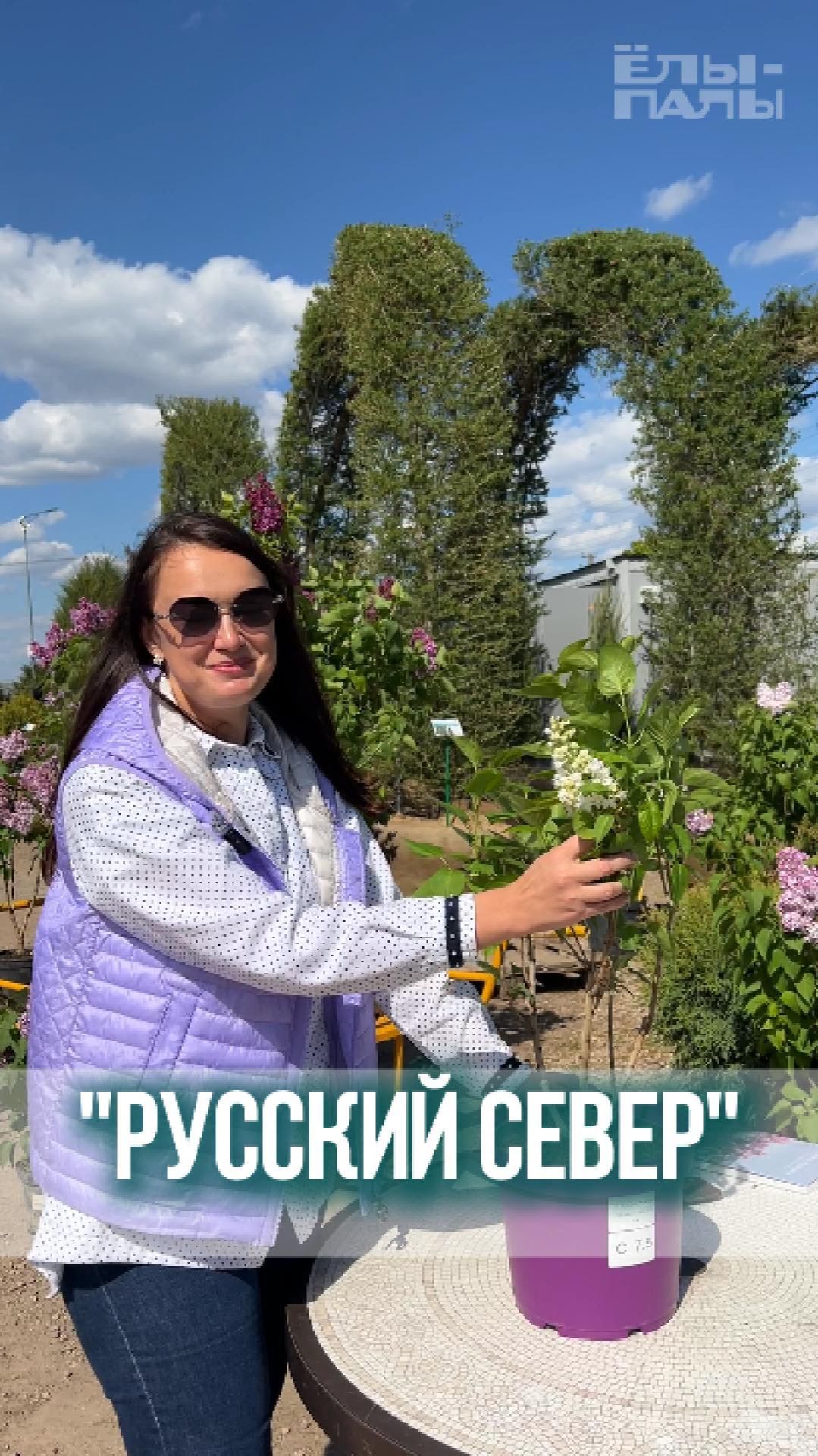 Сирень обыкновенная `Русский север` РС