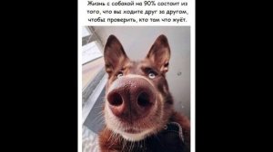 Разговоры с коллекторами 114