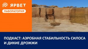 Подкаст: аэробная стабильность силоса, дикие дрожжи и порча кормов