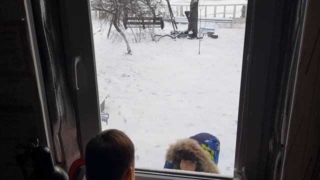 играем с собакой