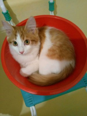 первая трансляция не судите строго.