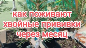 Как поживают хвойные прививки через месяц
