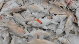 Секретный залив КВХ. Как поймать гору леща. Рыбалка. Зимняя рыбалка.