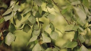 Видео «Берёза»