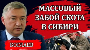 Массовый забой скота. Что происходит на самом деле. Почему люди не верят властям / Владимир Боглаев