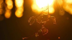 Пантовые ванны на заимка Вип