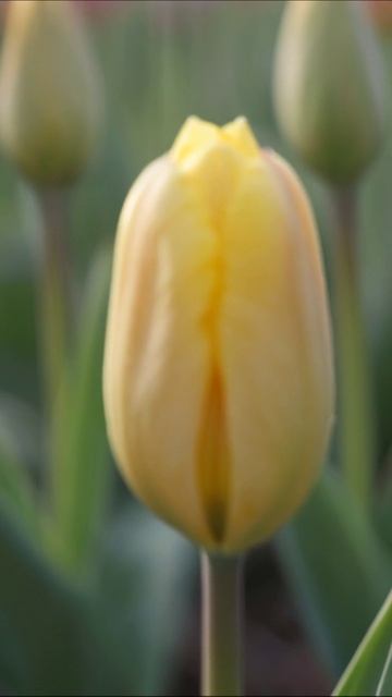 Жёлтый тюльпан: символ весны и красоты #цветы #тюльпаны #природа
