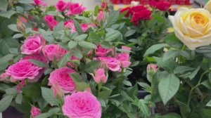 Какую красоту привезли в Ленту. Розы и фаленопсисы. Полюбуйтесь не пожалеете