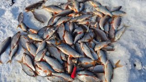 Плотва " Сорога " на мормышку, тёплым весенним денёчком.