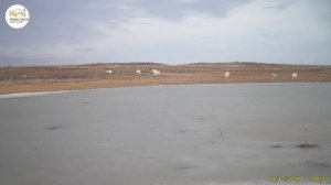 Утиные истории колодцев Савха-худук