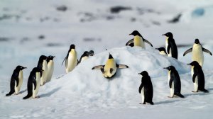 🐧 Пингвины – удивительные птицы, которые не умеют летать, но прекрасно плавают!