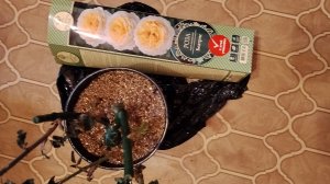 Роза в коробке, как сохранить я знаю.