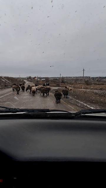 Сколько здесь баранов? смотреть онлайн