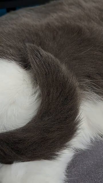 Хочу быть котом смотреть онлайн
