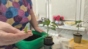 Как правильно прищепнуть рассаду перца и получить хороший урожай.