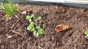 Когда сажать горох весной? И как? Отменный ранний урожай.