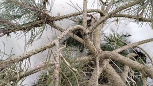 Пересеваю горький 🌶️ .Обзор рассады и огорода.Всходят первые тюльпаны.