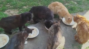 Здравствуйте мои хорошие! 😻😽😺🤗