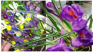 🌿🪻ЛЕНТА☀️ПЛОДОВЫЕ и ДЕКОРАТИВНЫЕ САЖЕНЦЫ🌷ЛУКОВИЧНЫЕ ЦВЕТЫ🪻🌿март 2026