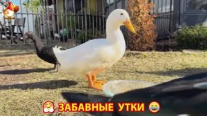 Забавные утки мускусные и пекинские на свободном выгуле со своими друзьями ч.(374) ❣️🤗😂