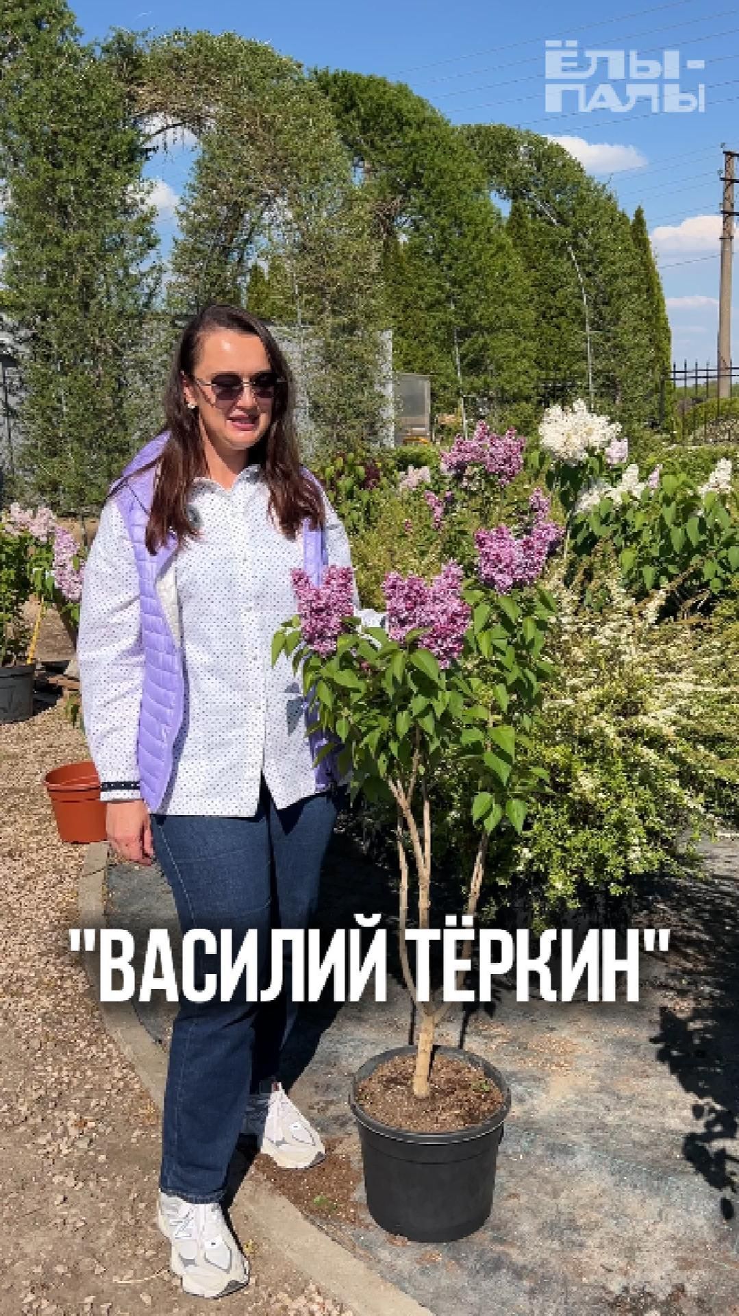 Сирень обыкновенная `Василий Теркин` РС