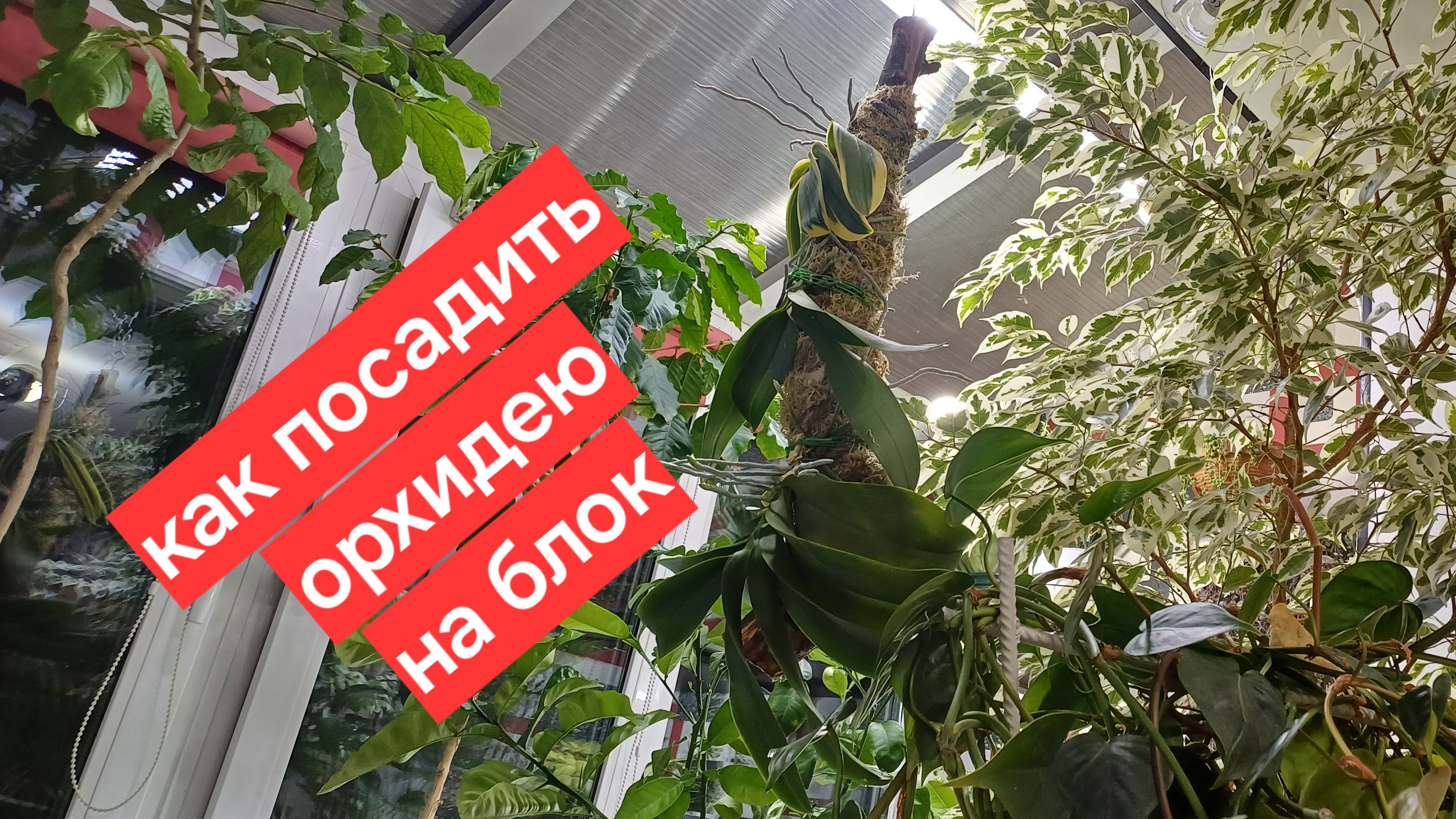 посадка орхидеи на блок || блок для орхидей своими руками || уход за орхидеями на блоке